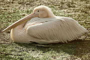 Image showing Great White Pelican