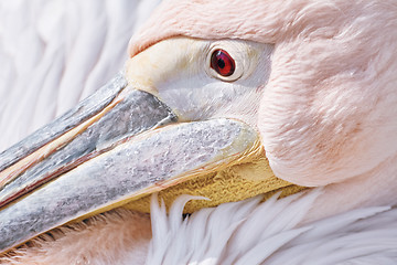 Image showing Portrait of Pelican