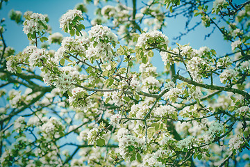 Image showing Cherry-plum Flowers