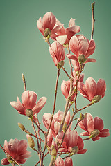 Image showing Magnolia Flowers against Green Background