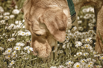 Image showing Dog Sniffing Chamomiles