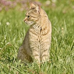 Image showing Outbred Cat on the Grass
