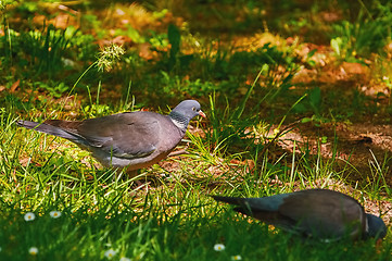 Image showing Wood Pigeon on Grass