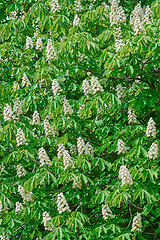 Image showing Chestnut in Bloom