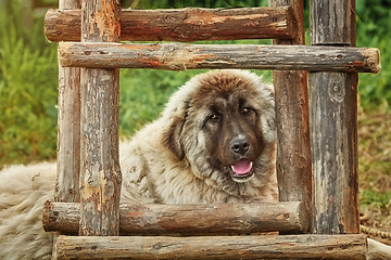 Image showing Dog near the Ladder