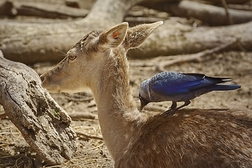 Image showing Crow Collects Wool