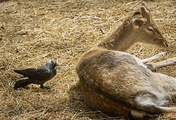 Image showing Crow Collects Wool