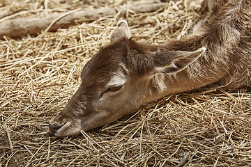 Image showing Portrait of Deer