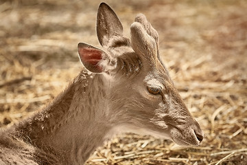 Image showing Portrait of Deer