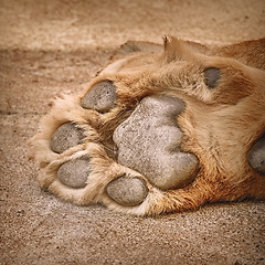 Image showing Paw of Lion