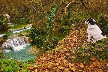 Image showing Dog and Waterfall