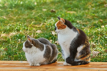 Image showing Two Cats on the Bench