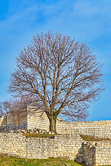 Image showing Bare Tree in Fort