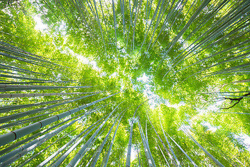 Image showing Lush vegetation in famous tourist site Bamboo forest, Kyoto, Japan.