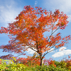 Image showing Colorful autunm tree.