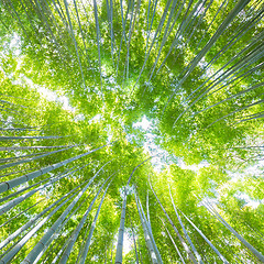 Image showing Lush vegetation in famous tourist site Bamboo forest, Kyoto, Japan.