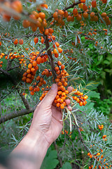 Image showing Fresh berries of sea-buckthorn on a branch, a man\'s hand gathers ripe berries. Organic Homemade Food