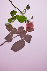 Image showing Pink rose with buds against a pink background with shadow.