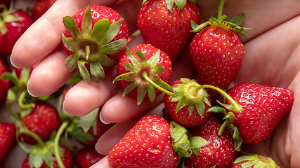 Image showing Close-up in a woman\'s hands juicy ripe strawberry. Flat lay