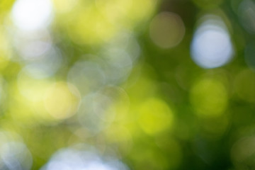 Image showing Yellow and white bokeh circles on green blurred background. Natural creative layout