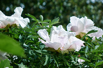 Image showing Delicate white peonies in the garden.