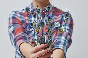 Image showing Beautiful flower eryngium in a girl\'s hand