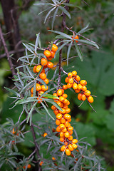 Image showing Juicy fresh sea-buckthorn on a green branch in a rural garden. Organic food