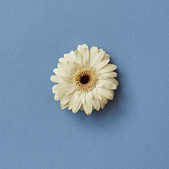 Image showing One white gerbera flower isolated on a blue background