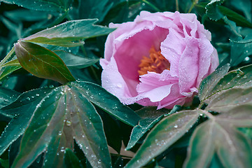 Image showing Beautiful pink pionia in the spring garden.