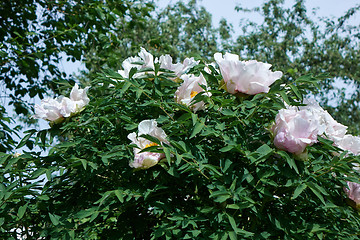 Image showing bush with lilac flowers Peonies in the spring garden.