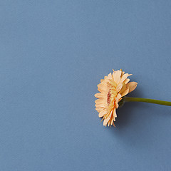 Image showing One bright orange gerbera on a blue paper background