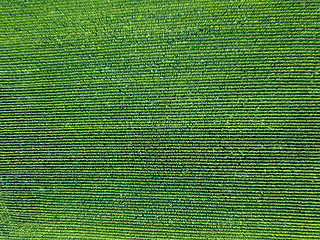 Image showing Green field, sown with natural ecological crops from a bird\'s eye view from a flying drone.