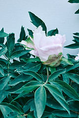 Image showing Paeonia suffruticosa pink and white flower head with green