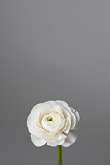 Image showing white ranunculus flower on a gray background