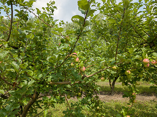 Image showing Apple trees with unripe organic fruits in the garden on a sunny day