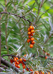 Image showing Juicy berries of sea-buckthorn on a green rural garden garden. Organic food