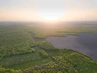 Image showing Aerial view from the drone, a bird\'s eye view to the forest with green spaces and agricultural field at sunset in the summer evening,