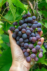 Image showing A man\'s hand holds a bunch of ripe grapes against a background of green leaves