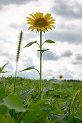 Image showing One sunflower in a field against a cloudy sky background