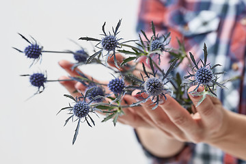 Image showing blue flowers eryngium a girl holding