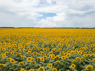 Image showing Aerial view from drone to a wonderful field of sunflowers and cloudy sky by summertime at sunset.