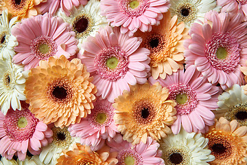 Image showing Natural floral background of bright gerberas. Spring concept