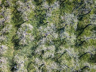 Image showing Top view of a blooming spring garden. Photo from the drone