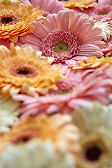 Image showing Close-up of different gerbera flowers. Flower concept