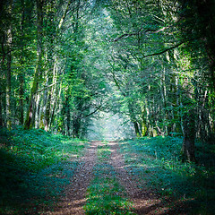 Image showing Path leading into the forest