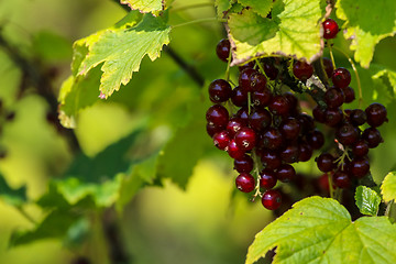 Image showing Red currants on green bush.