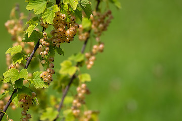 Image showing White currants on green bush.