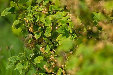 Image showing White currants on green bush.