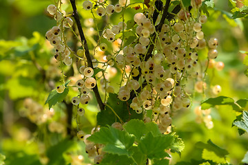 Image showing White currants on green bush.