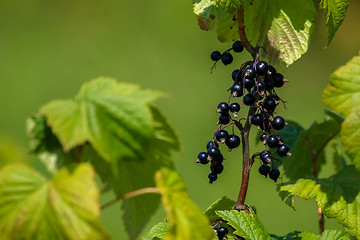 Image showing Blackcurrant on bush as background.